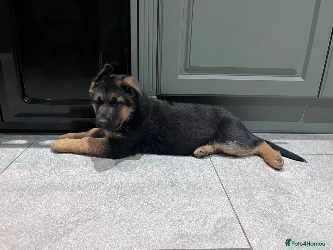 German Shepherd dogs for sale: KC reg German shepherd puppies  - Advert 1
