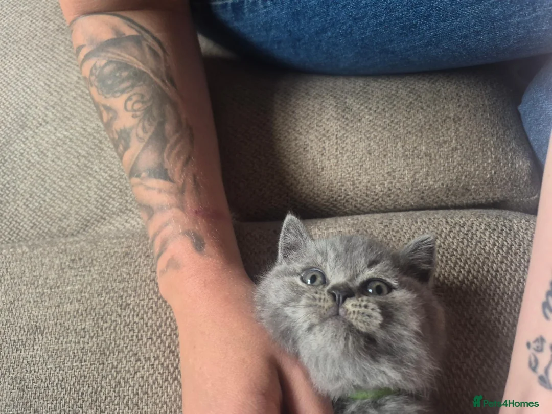 British Shorthair cats for sale: Beautiful chunky brittish short hair kittens - Advert 35