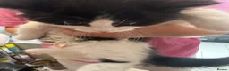 British Longhair cats for sale: 4 kittens british long hair  - Advert 10