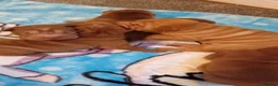 Shar Pei dogs for sale: Shar pei pups  in Manchester - Advert 4
