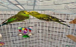 Budgerigars birds for sale: 2 Female Budgies with Cage - Image 1