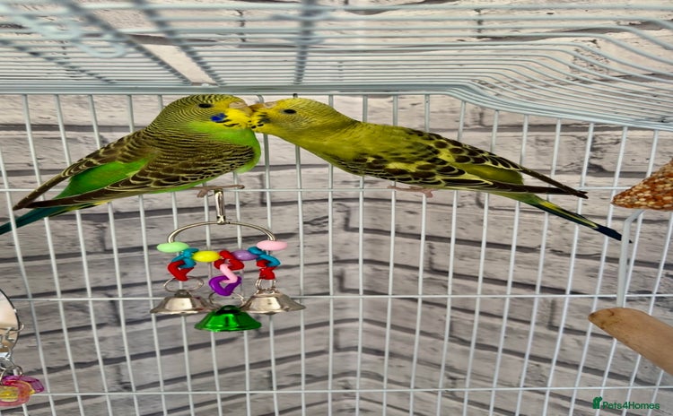 Budgerigars birds - Advert 1