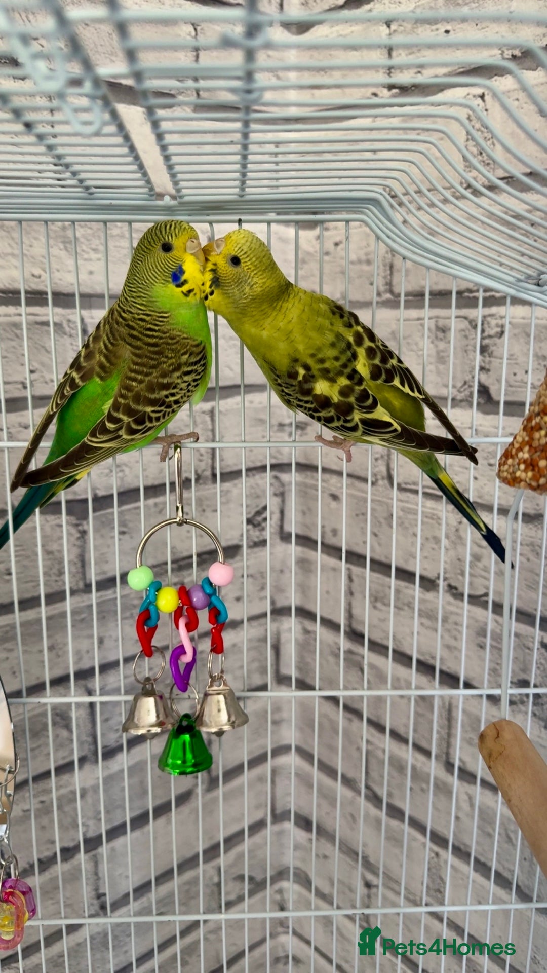 Budgerigars birds for sale: 2 Female Budgies with Cage - Image 1