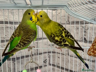 Budgerigars birds 2 Female Budgies with Cage - Advert 6
