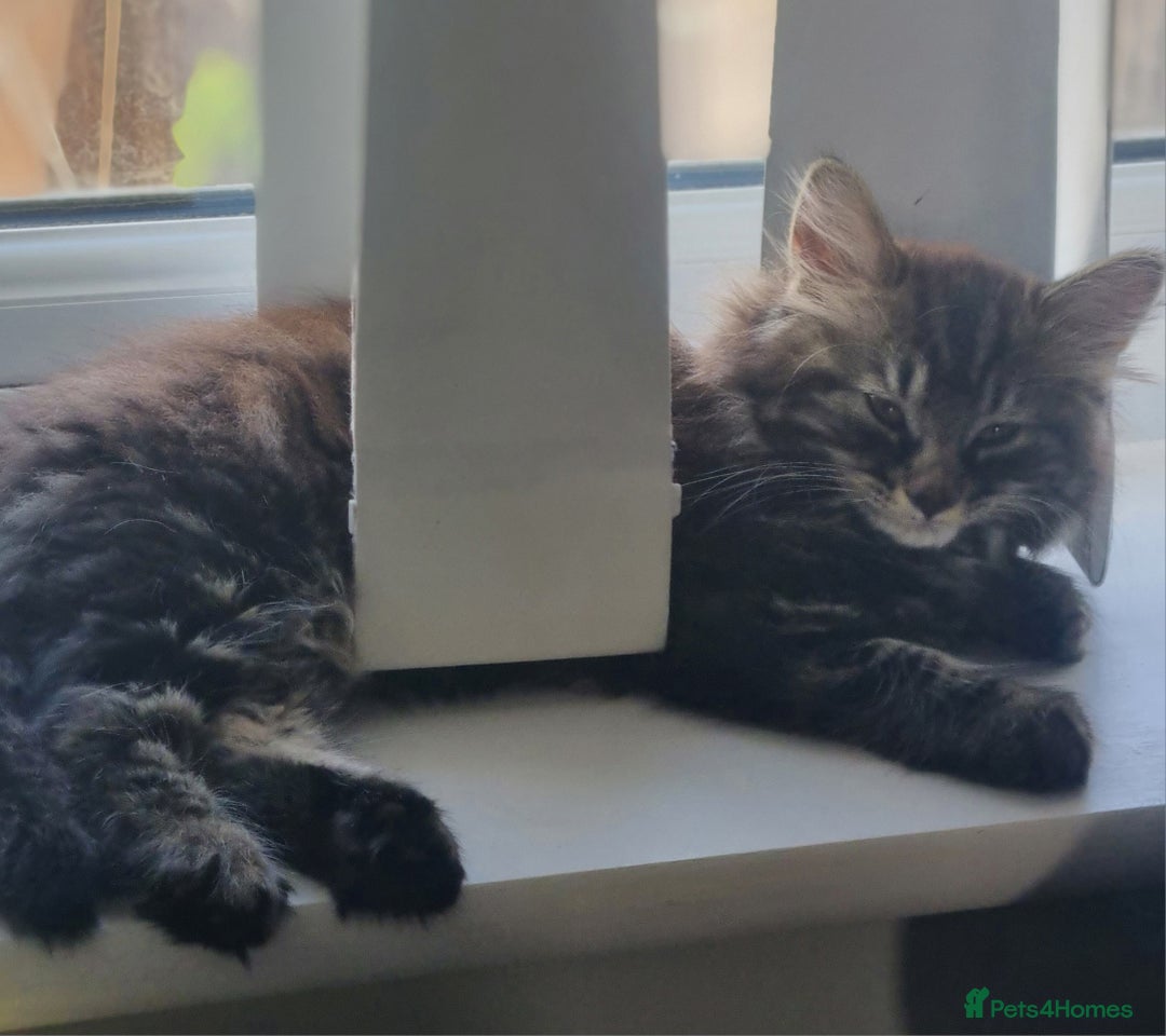 Mixed Breed cats for sale: Cute kittens - Image 36
