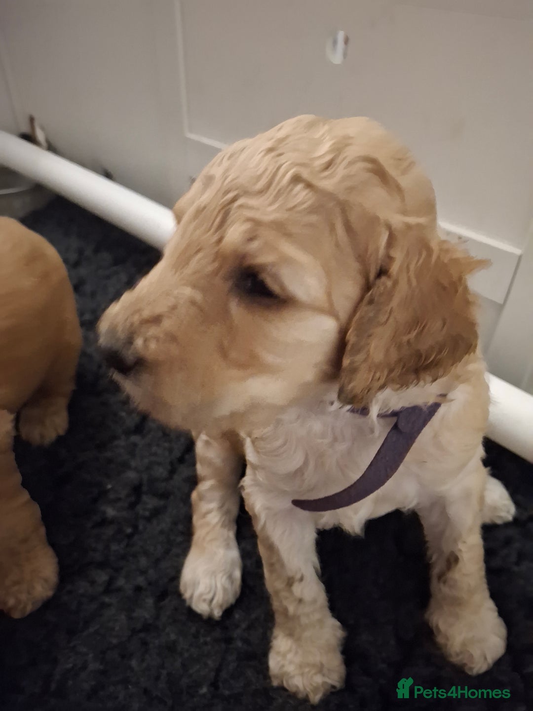 Standard Poodle dogs for sale: Standard poodle male pup apricot  - Image 12