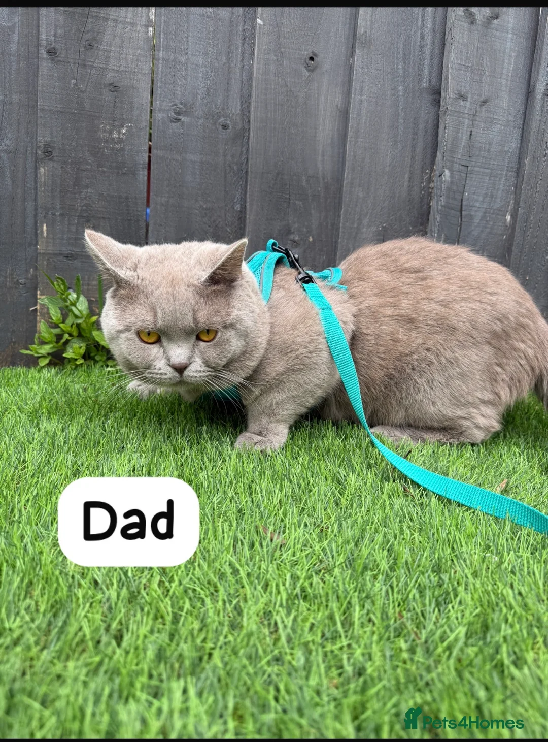British Shorthair cats for sale: British Shorthair Kittens in Croydon - Advert 2