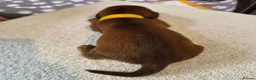 Miniature Dachshund dogs for sale: Miniature Dachshunds (short-haired) - Advert 35
