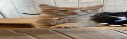 Mixed Breed cats for sale: Two gorgeous maincoon X brothers  - Advert 3