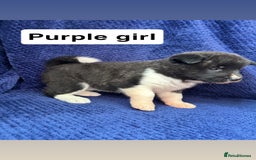 Akita dogs for sale: 5⭐️ Akita pups - Image 12