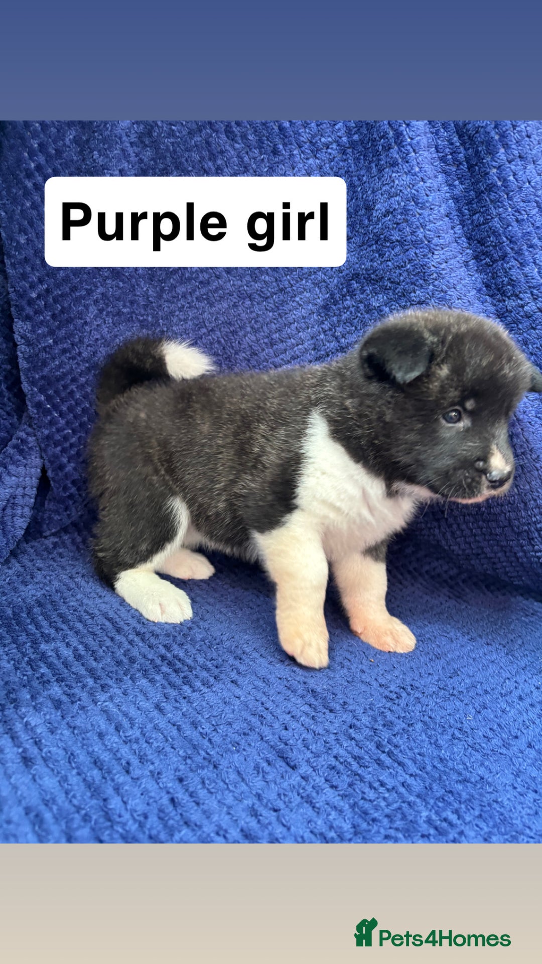 Akita dogs for sale: 5⭐️ Akita pups - Image 12