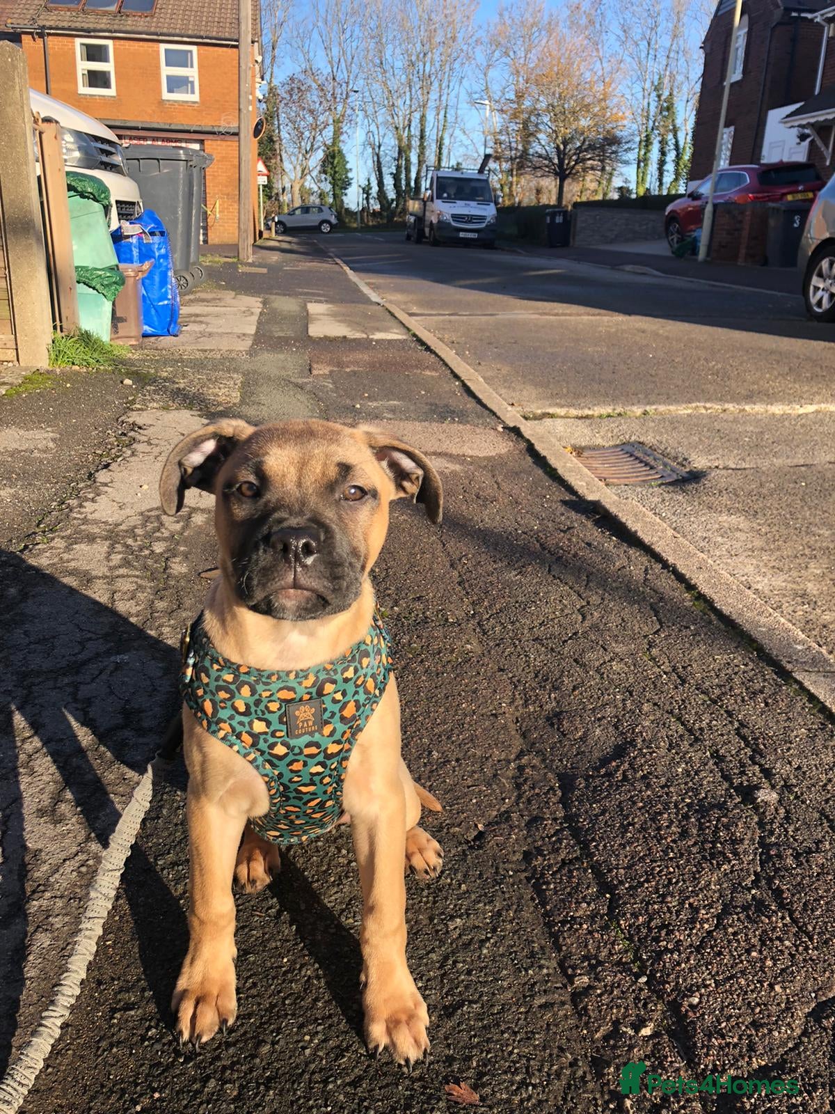 Mixed Breed dogs 6 month old female staffy x mastiff in Gloucester - Advert 1