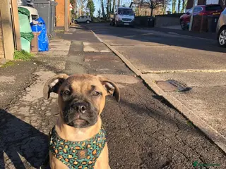 Mixed Breed dogs 6 month old female staffy x mastiff in Gloucester - Advert 1