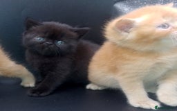 Exotic cats for sale:  Exotic British shorthair  - Image 9