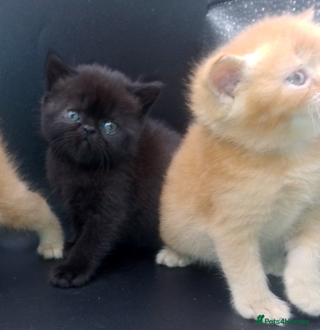 Exotic cats for sale:  Exotic British shorthair  - Image 9