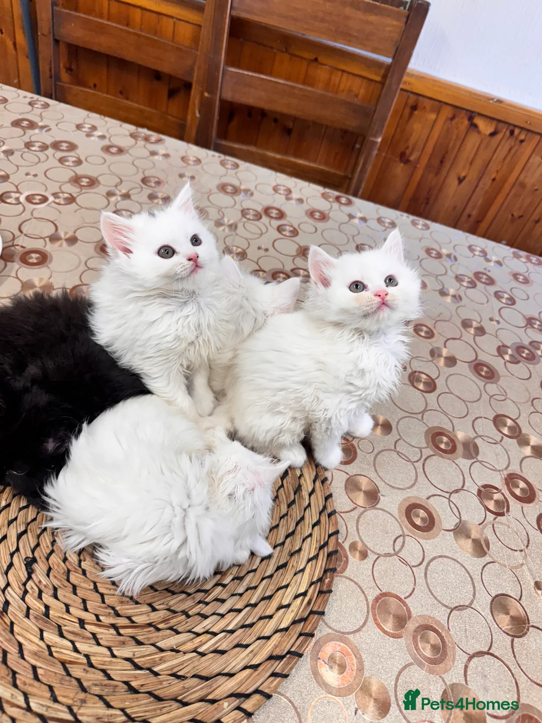 Scottish Fold cats for sale: Mum Scottish fold dad is Turkish angora  - Advert 3