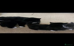 Mixed Breed cats for sale: Three beautiful kittens - Image 9