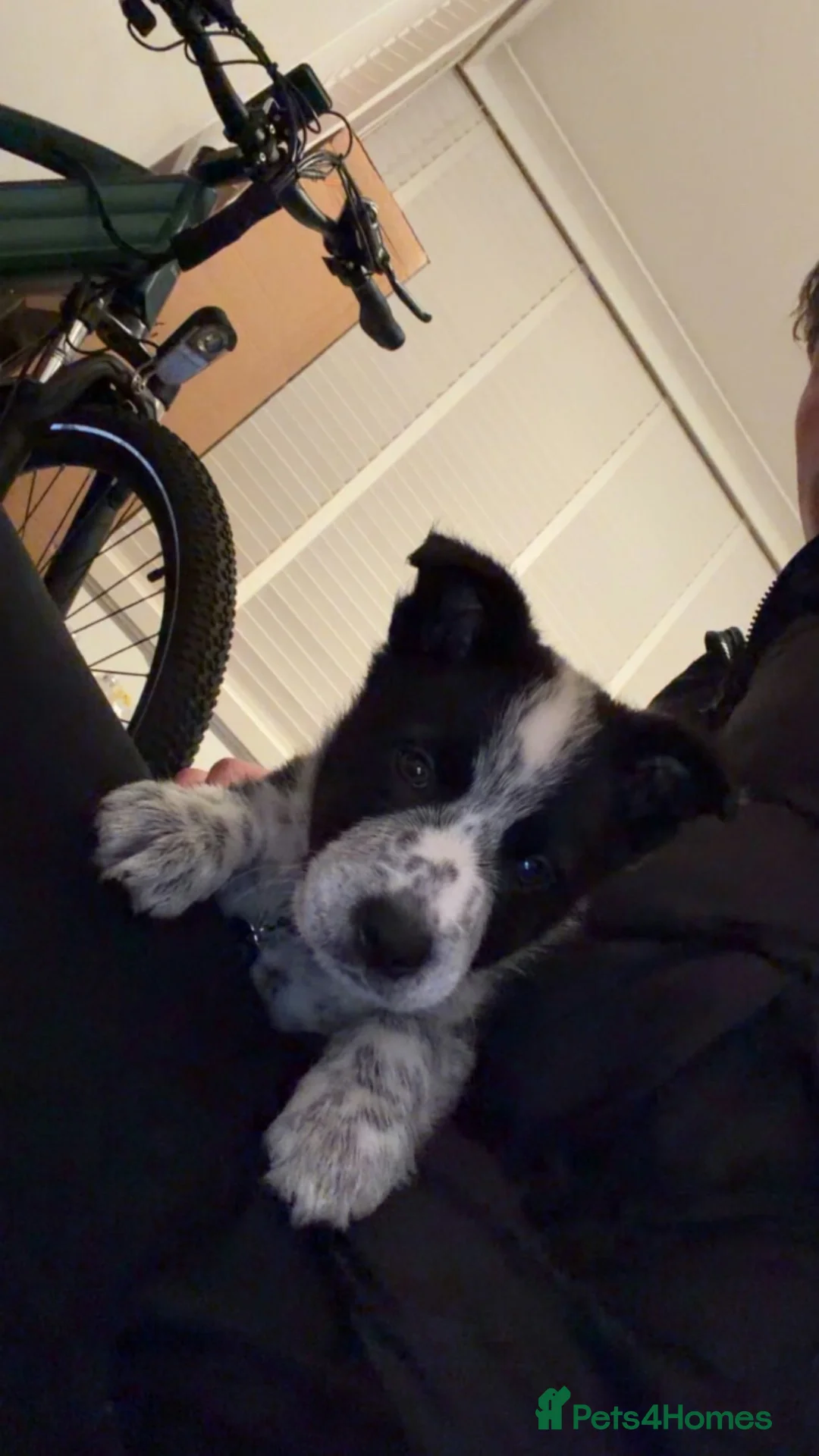 Border Collie dogs for sale: 8 Week Old Border Collie - Advert 2