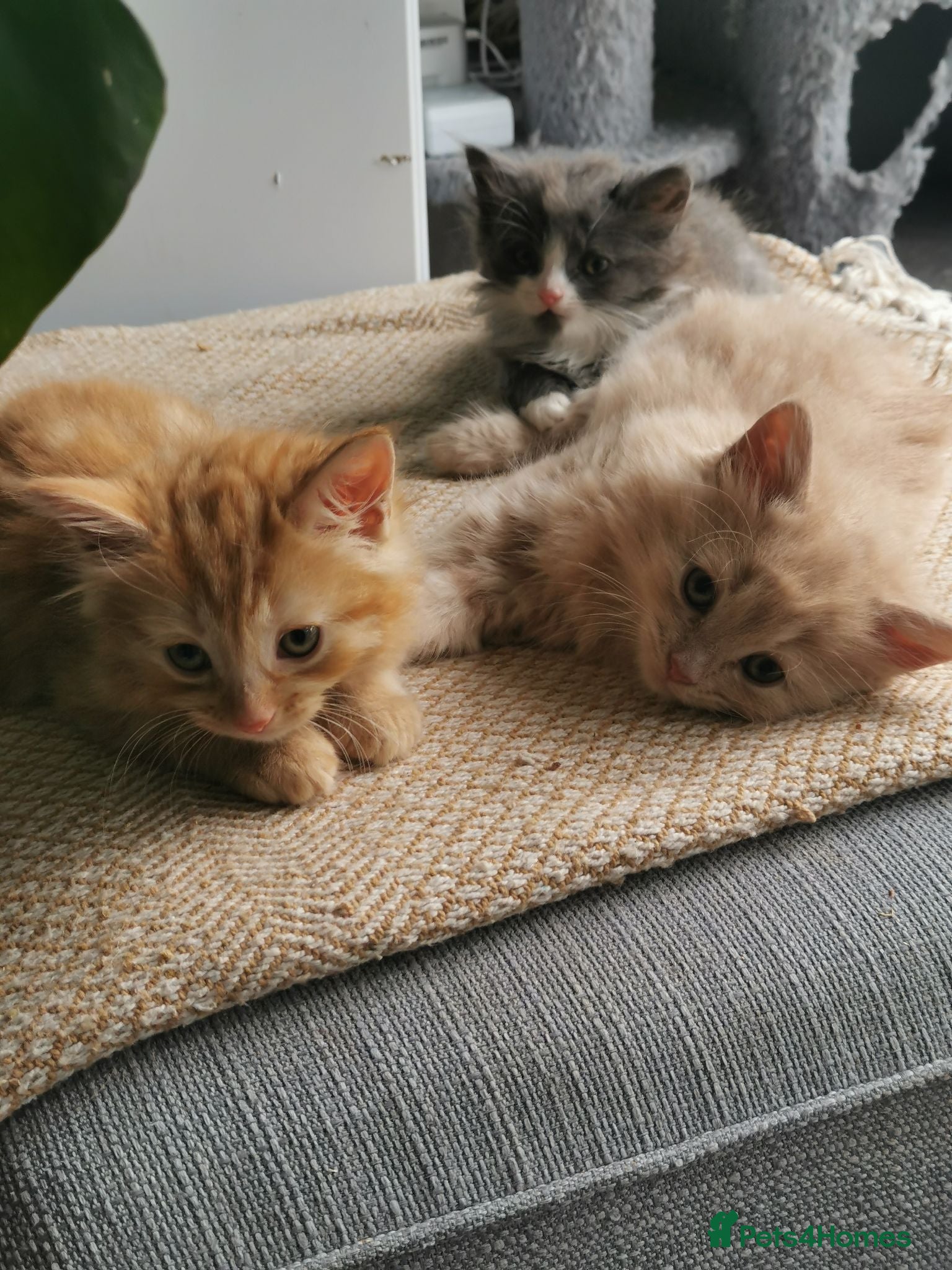 Mixed Breed cats Gorgeous Ragdoll cross kittens  - Advert 1