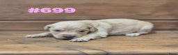 Golden Retriever dogs for sale: KC Registered Golden Retrievers - Advert 10