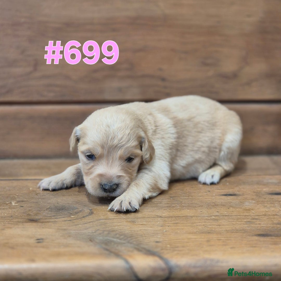 Golden Retriever dogs for sale: KC Registered Golden Retrievers - Advert 10
