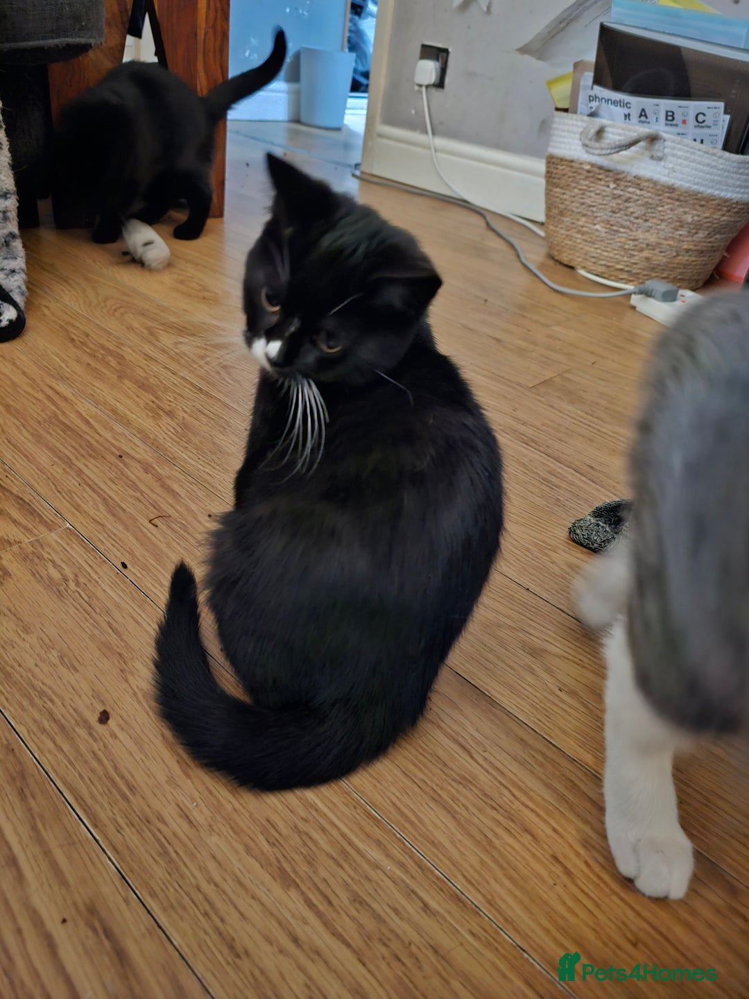 British Shorthair cats for sale: British shorthair cross DSH - Advert 5