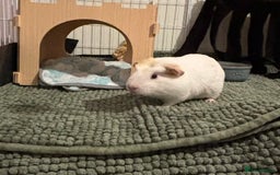 Guinea Pig rodents for sale: 4 young male Guinea pigs with cage and accessories - Image 2