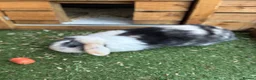 Mini Lop rabbits for sale: Pure Mini lop boy  - Advert 10