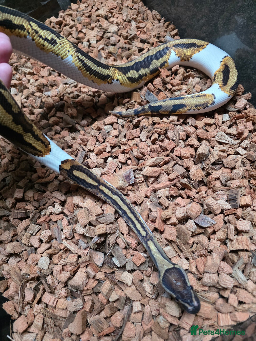 Python Snake reptiles for sale: Yellowbelly Piebald Het Dessert Ghost Ball Python - Advert 5