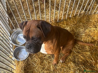 Boxer dogs - Advert 4