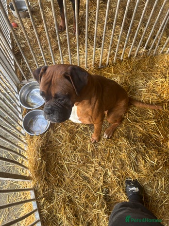 Boxer dogs - Advert 3