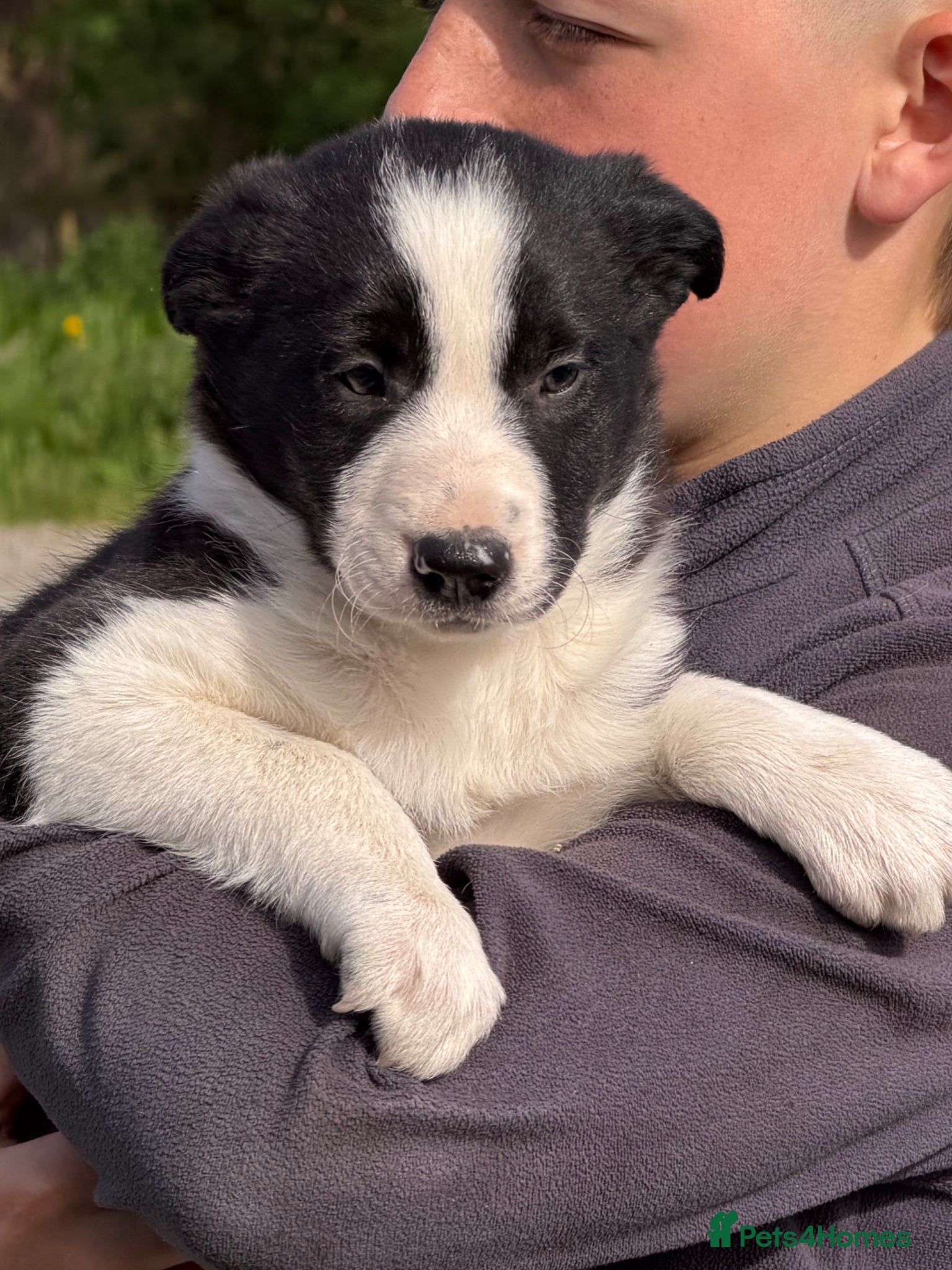 Border Collie dogs Beautiful Border Collie puppies - Advert 13