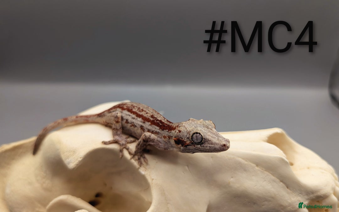 Gecko reptiles for sale: Red Stripe Gargoyle Gecko CB24 - Advert 3