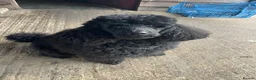 Miniature Poodle dogs for stud: Rich Black Mini Poodle Stud!  - Advert 2