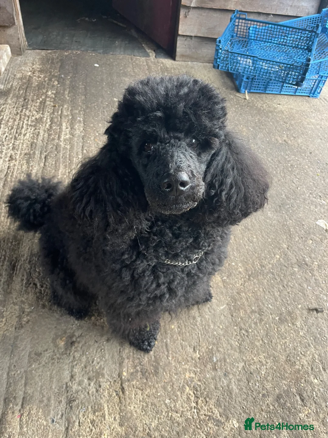 Miniature Poodle dogs for stud: Rich Black Mini Poodle Stud!  - Advert 2