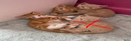 Mixed Breed cats for sale: 2 orange and 1 champagne male kittens - Advert 20