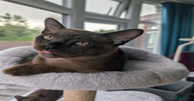 Burmese cats - Advert 14