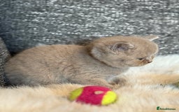 British Shorthair cats for sale: British Shorthair Kittens - Image 22