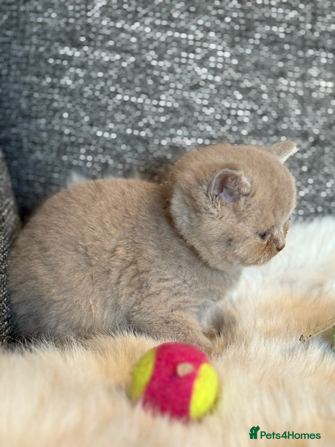 British Shorthair cats for sale: British Shorthair Kittens - Image 22