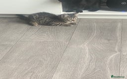 Mixed Breed cats for sale: Three mixed breed kittens - Image 17