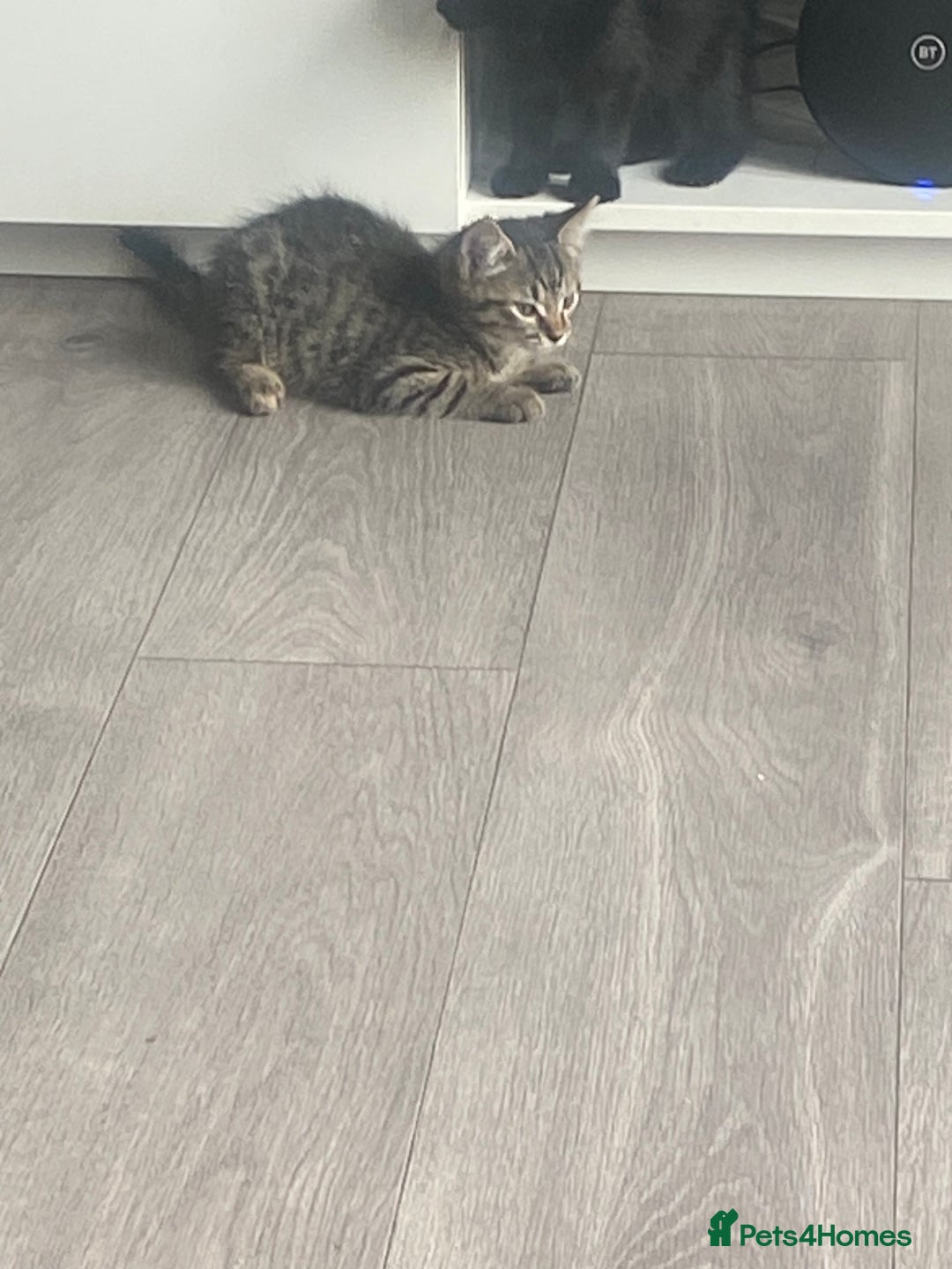 Mixed Breed cats for sale: Three mixed breed kittens - Image 17