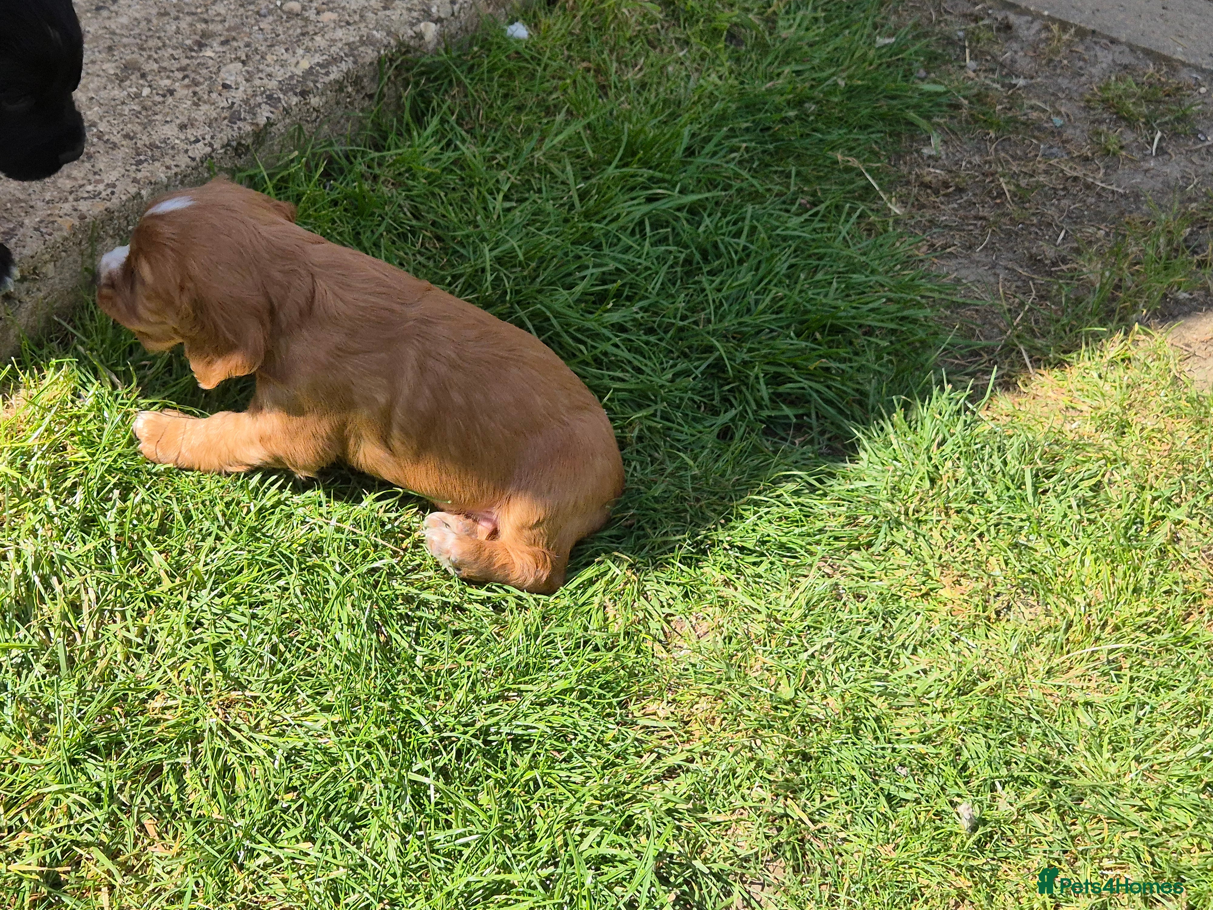 Cocker Spaniel dogs for sale: 1 beautiful black & white boy left kc registered  - Advert 24