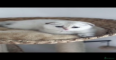 Scottish Fold cats - Advert 13