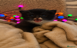 Mixed Breed cats for sale: Stunning kittens  - Image 5