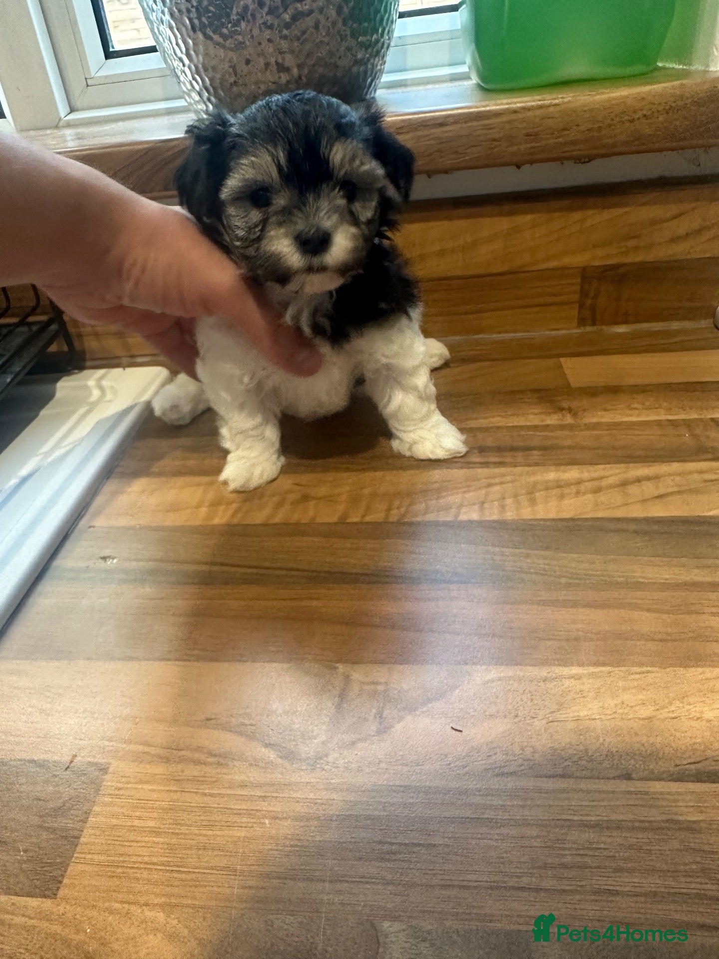 Maltipoo dogs Tiny Asian Maltipoo LAST PUP LEFT - Advert 2