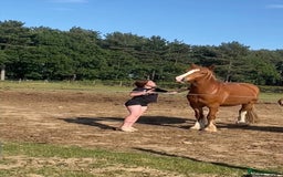 Other Breed horses for sale: Stunning Welsh X chunky gelding  - Image 6