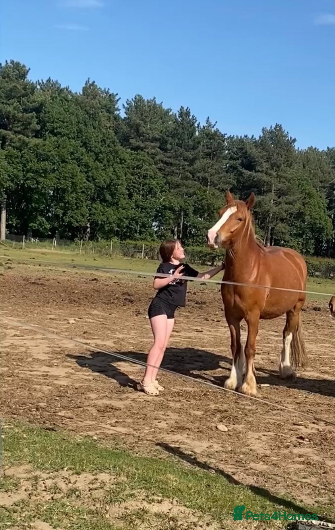 Other Breed horses for sale: Stunning Welsh X chunky gelding  - Image 6