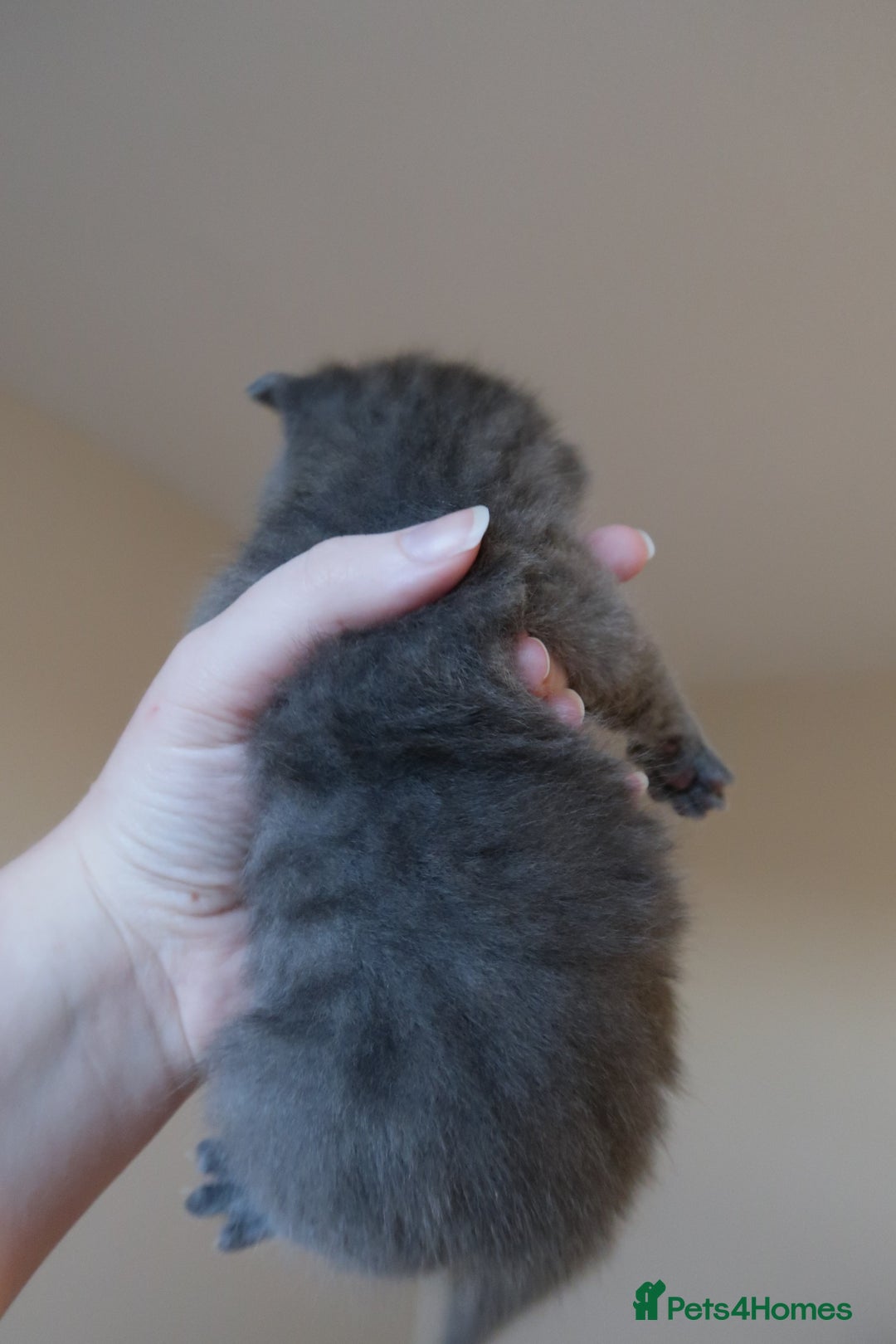 British Shorthair cats for sale: 2 left -GCCF Registered British Shorthair Kittens  - Advert 10