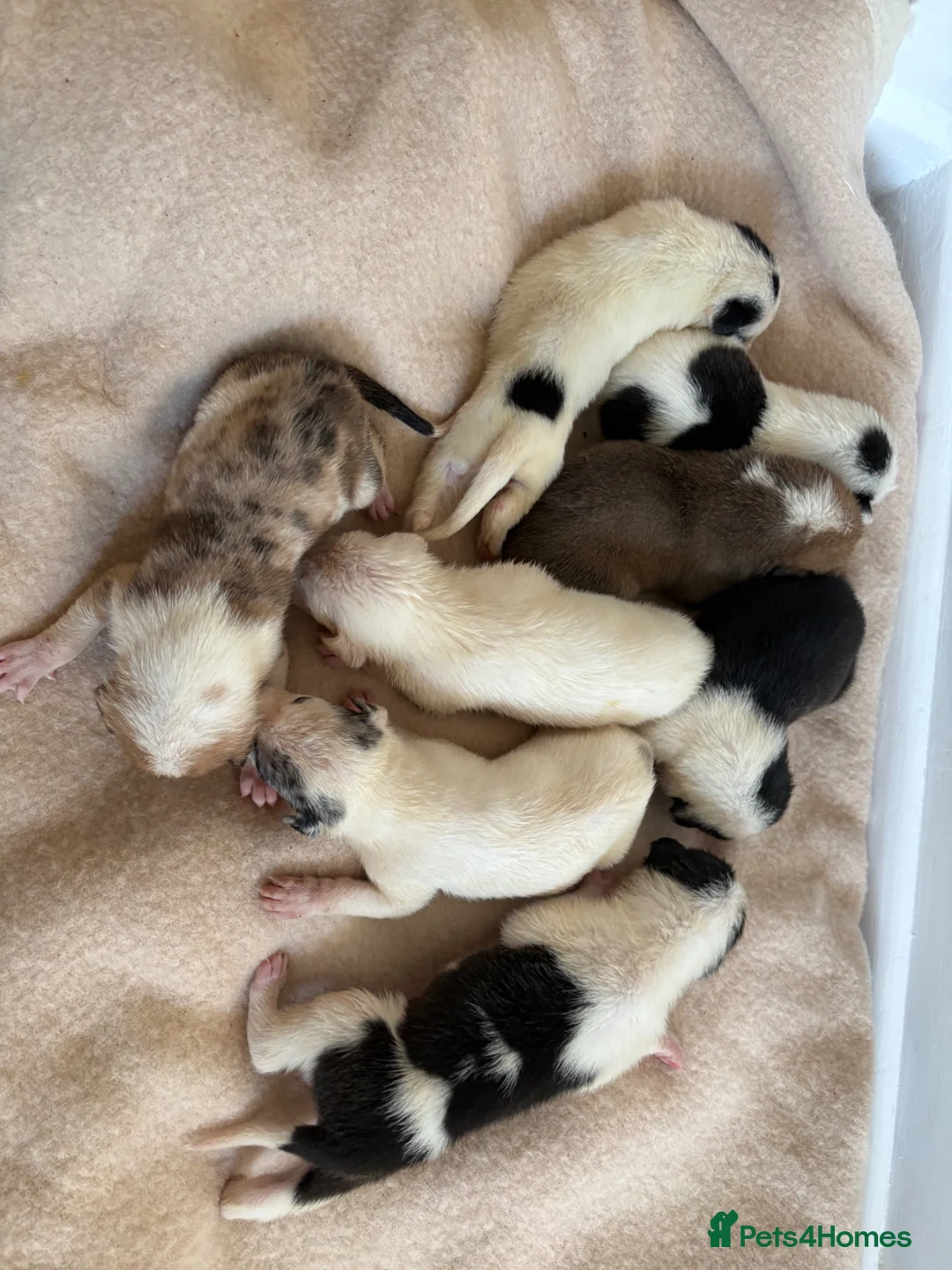 Lurcher dogs for sale: Lurcher Puppies - Advert 16