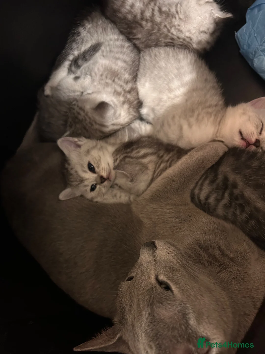 Scottish Fold cats for sale: Scottishfold russian kittens  - Advert 6